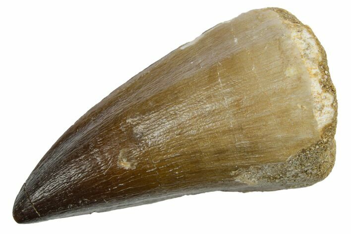 Fossil Mosasaur (Hainosaurus) Tooth - Morocco #353212